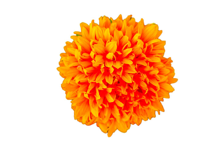 genda-flower-png